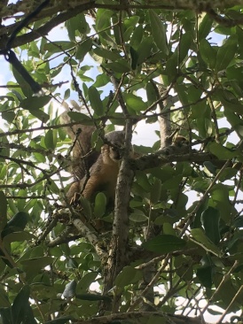 2018-05-20-Blaze-Found-a-squirrel-5.JPG