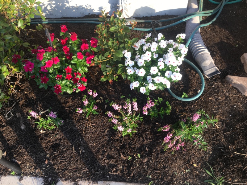 2018-06-18-flowers.JPG