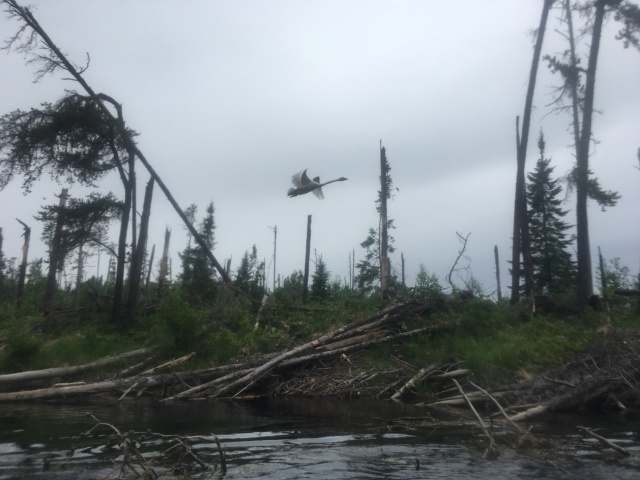 2018-06-17-Northern-Tier-Crew8787-15-swan.JPG