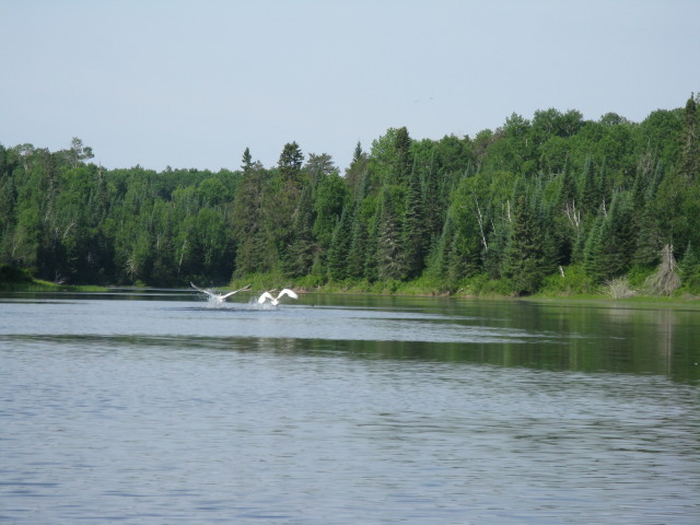 2018-06-20-Northern-Tier-Crew8787-22-swans-taking-off.JPG