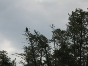 2018-06-17-Northern-Tier-Crew8787-27-Bald-Eagle.JPG