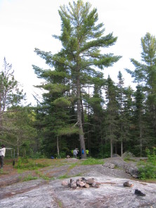 2018-06-19-Northern-Tier-Crew8787-03-Travis-Carl-big-tree.JPG