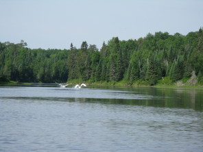 2018-06-20-Northern-Tier-Crew8787-22-swans-taking-off.JPG