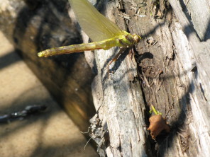 2018-06-20-Northern-Tier-Crew8787-25-dragonfly.JPG