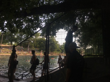 2018-07-21-Zilker-pool-and-play-2-Dax-Travis.JPG