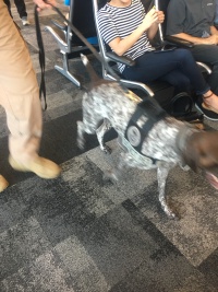 2018/07(July)/Vistra-travel/2018-07-11-Vistra-1-German-Short-Hair-bomb-dog.JPG