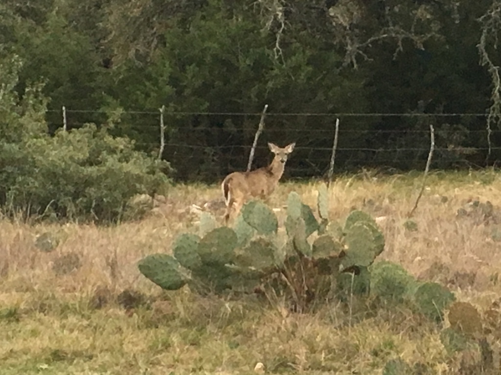 2019/02(February)/Bluestem-Camping/1024x768_2019-02-09-Bluestem-camping-02-deer.JPG