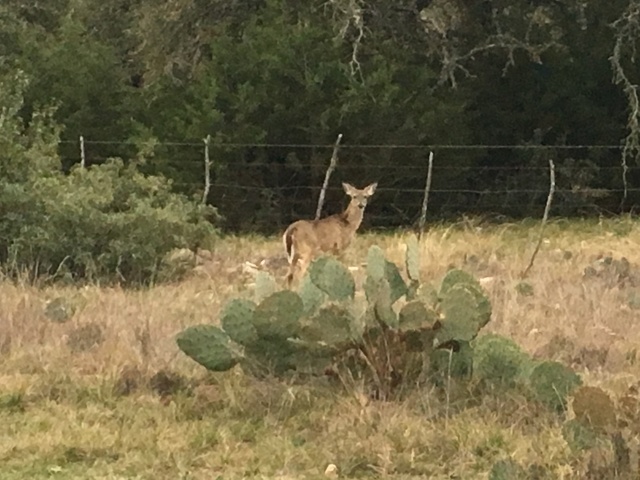 2019/02(February)/Bluestem-Camping/640x480_2019-02-09-Bluestem-camping-02-deer.JPG
