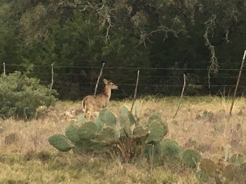 2019/02(February)/Bluestem-Camping/800x600_2019-02-09-Bluestem-camping-01-deer.JPG