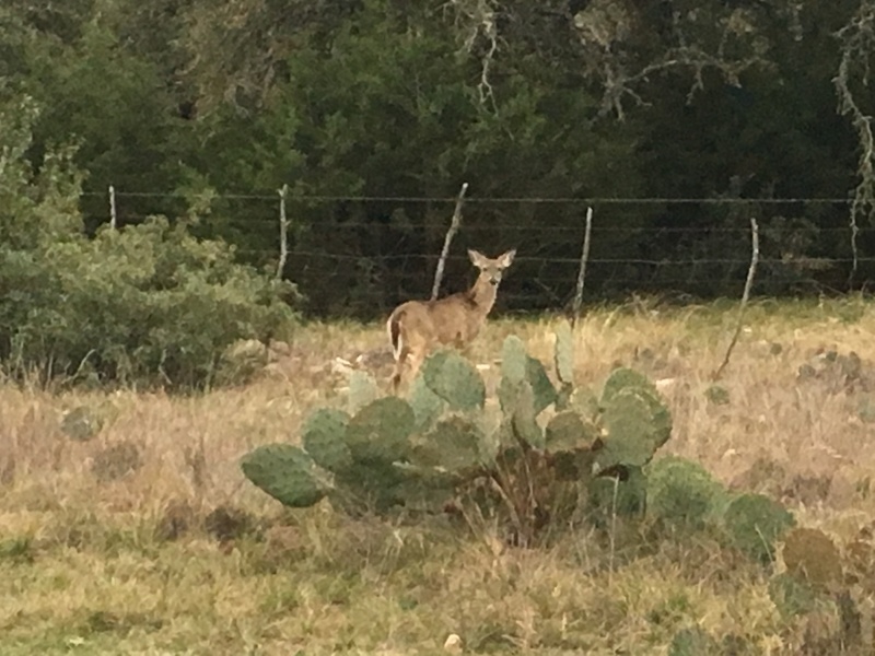 2019/02(February)/Bluestem-Camping/800x600_2019-02-09-Bluestem-camping-02-deer.JPG
