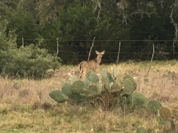 2019-02-09-Bluestem-camping-02-deer.JPG