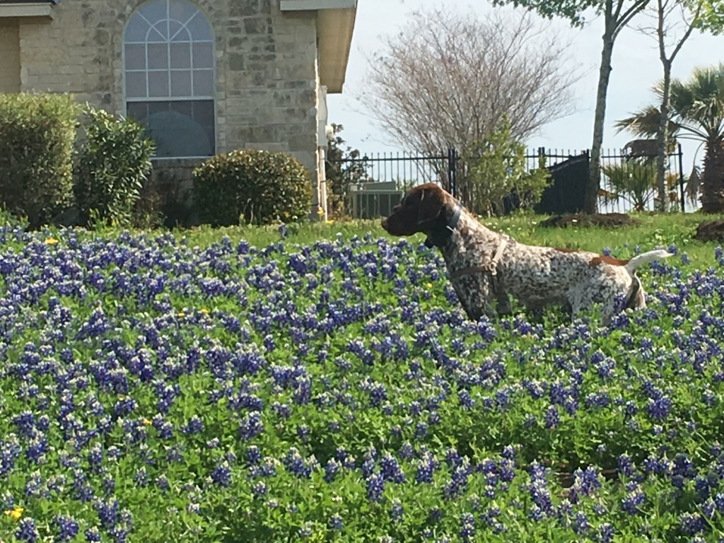 2019/03(March)/Blaze-Bluebonnets/1024x768_2019-03-28-Bluebonnets-Blaze-11.JPG