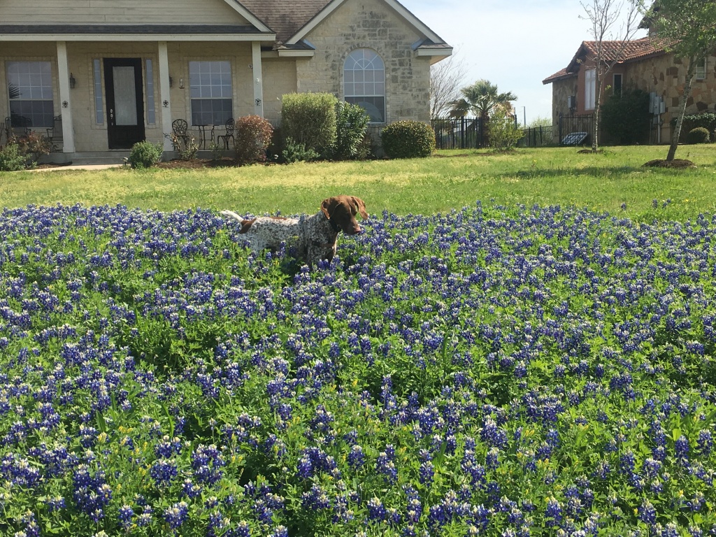 2019/03(March)/Blaze-Bluebonnets/1024x768_2019-03-28-Bluebonnets-Blaze-13.JPG