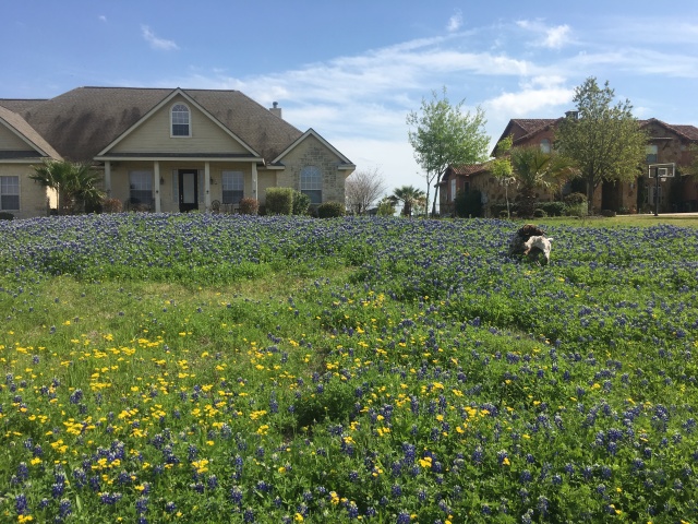 2019/03(March)/Blaze-Bluebonnets/640x480_2019-03-28-Bluebonnets-Blaze-02.JPG