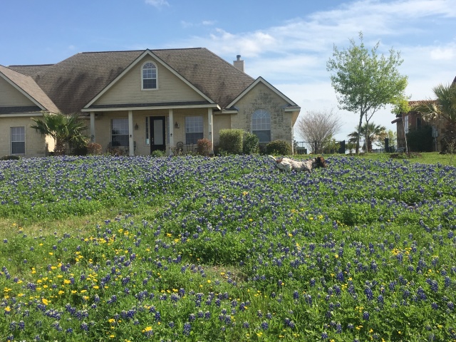 2019-03-28-Bluebonnets-Blaze-05.JPG