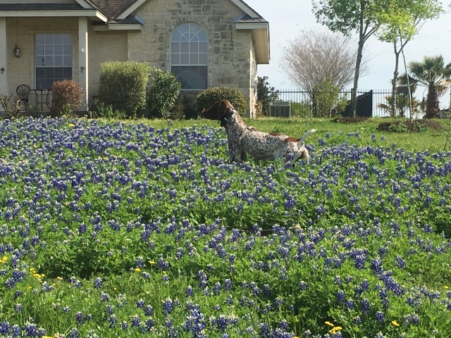 2019-03-28-Bluebonnets-Blaze-09.JPG