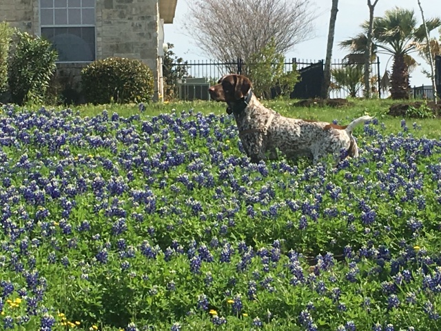 2019-03-28-Bluebonnets-Blaze-10.JPG