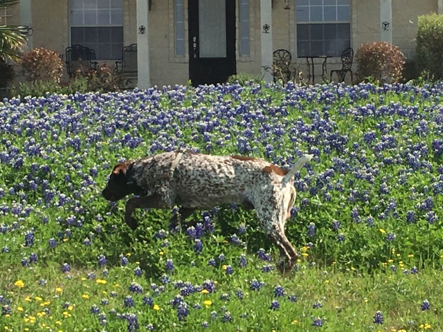 2019/03(March)/Blaze-Bluebonnets/640x480_2019-03-28-Bluebonnets-Blaze-12.JPG