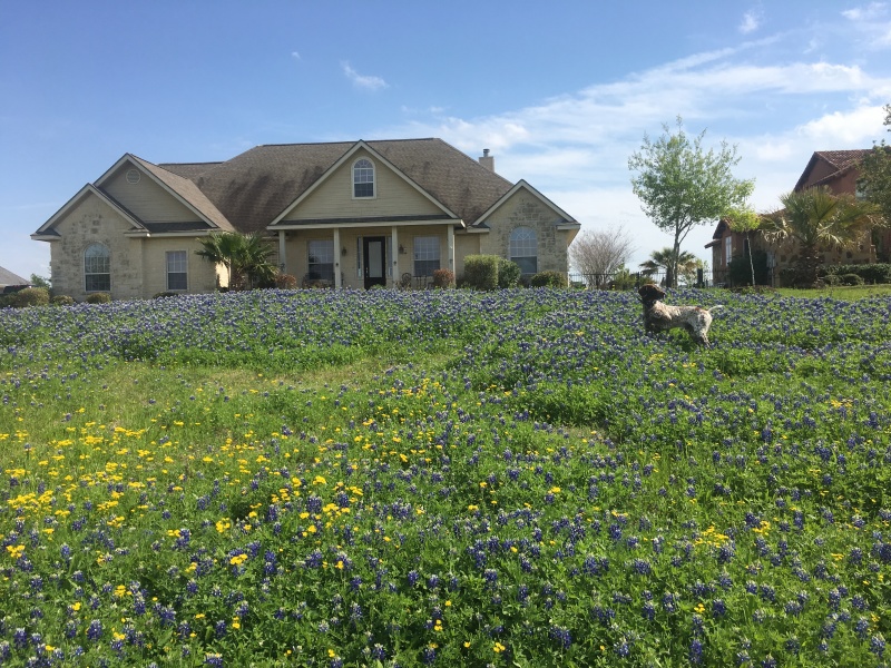 2019/03(March)/Blaze-Bluebonnets/800x600_2019-03-28-Bluebonnets-Blaze-03.JPG