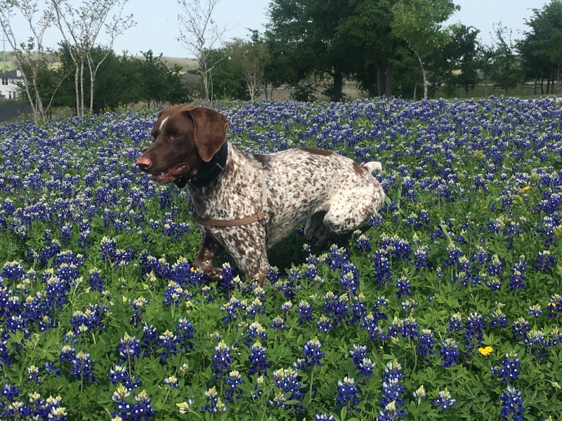 2019/03(March)/Blaze-Bluebonnets/800x600_2019-03-28-Bluebonnets-Blaze-17-GOOD.JPG