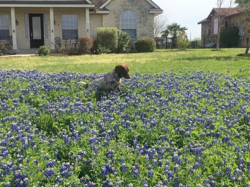 2019/03(March)/Blaze-Bluebonnets/800x600_2019-03-28-Bluebonnets-Blaze-19.JPG
