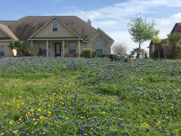 2019-03-28-Bluebonnets-Blaze-04.JPG