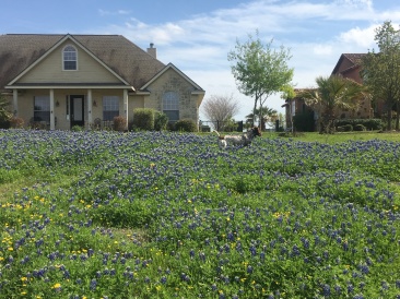 2019-03-28-Bluebonnets-Blaze-06.JPG