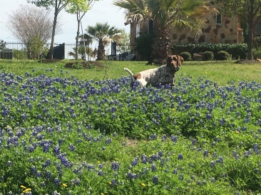 2019-03-28-Bluebonnets-Blaze-08.JPG