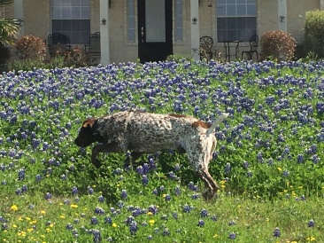 2019-03-28-Bluebonnets-Blaze-12.JPG
