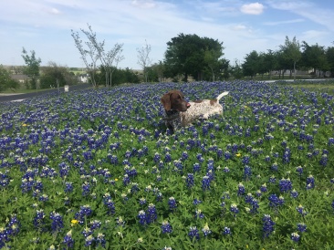 2019-03-28-Bluebonnets-Blaze-16.JPG