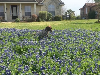 2019-03-28-Bluebonnets-Blaze-19.JPG
