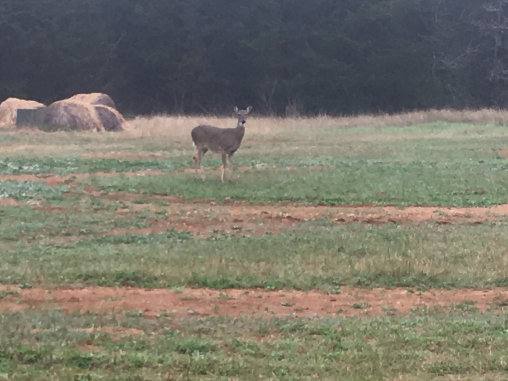 2019/03(March)/Lost-Pines-shooting-range/1024x768_2019-03-02-Lost-Pines-Shooting-Range-2-deer.JPG