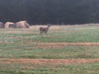 2019/03(March)/Lost-Pines-shooting-range/2019-03-02-Lost-Pines-Shooting-Range-1-deer.JPG