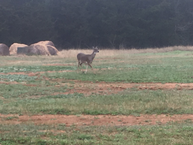 2019/03(March)/Lost-Pines-shooting-range/2019-03-02-Lost-Pines-Shooting-Range-1-deer.JPG