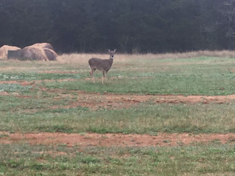2019/03(March)/Lost-Pines-shooting-range/800x600_2019-03-02-Lost-Pines-Shooting-Range-2-deer.JPG