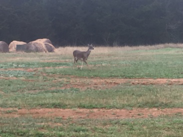 2019-03-02-Lost-Pines-Shooting-Range-1-deer.JPG