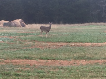 2019-03-02-Lost-Pines-Shooting-Range-2-deer.JPG