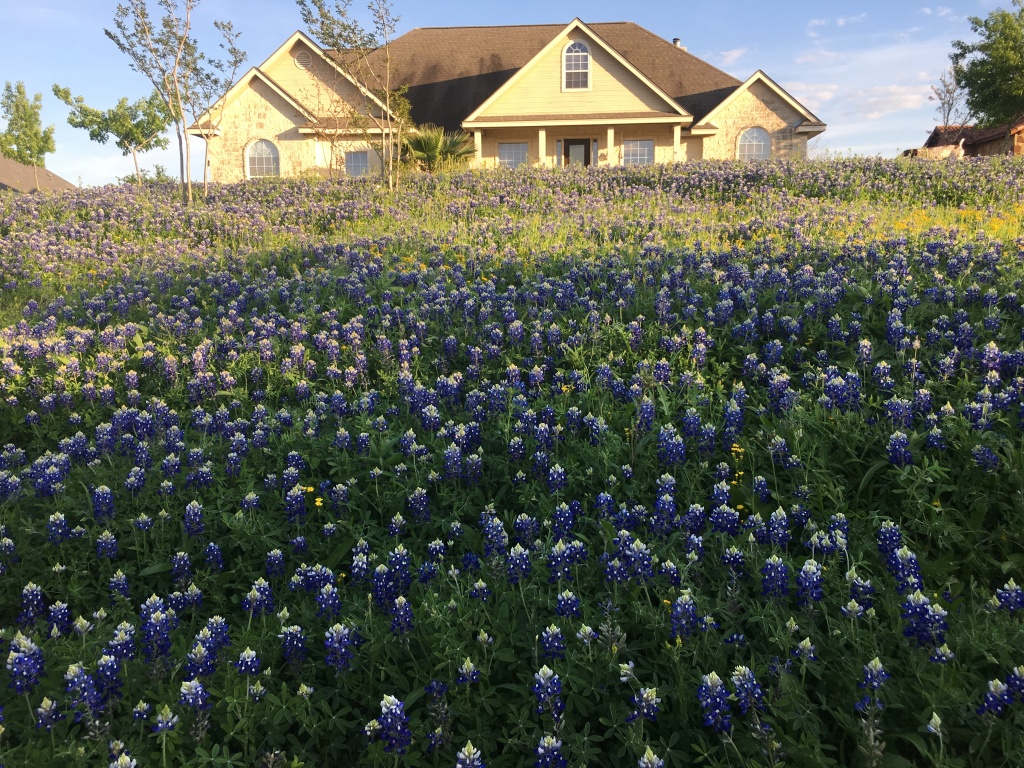 2019/04(April)/Bluebonnets/1024x768_2019-04-04-Bluebonnets-03.JPG