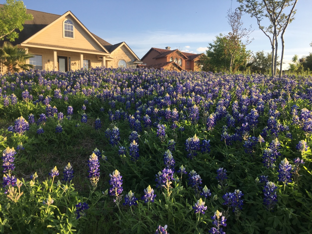 2019/04(April)/Bluebonnets/1024x768_2019-04-04-Bluebonnets-04.JPG