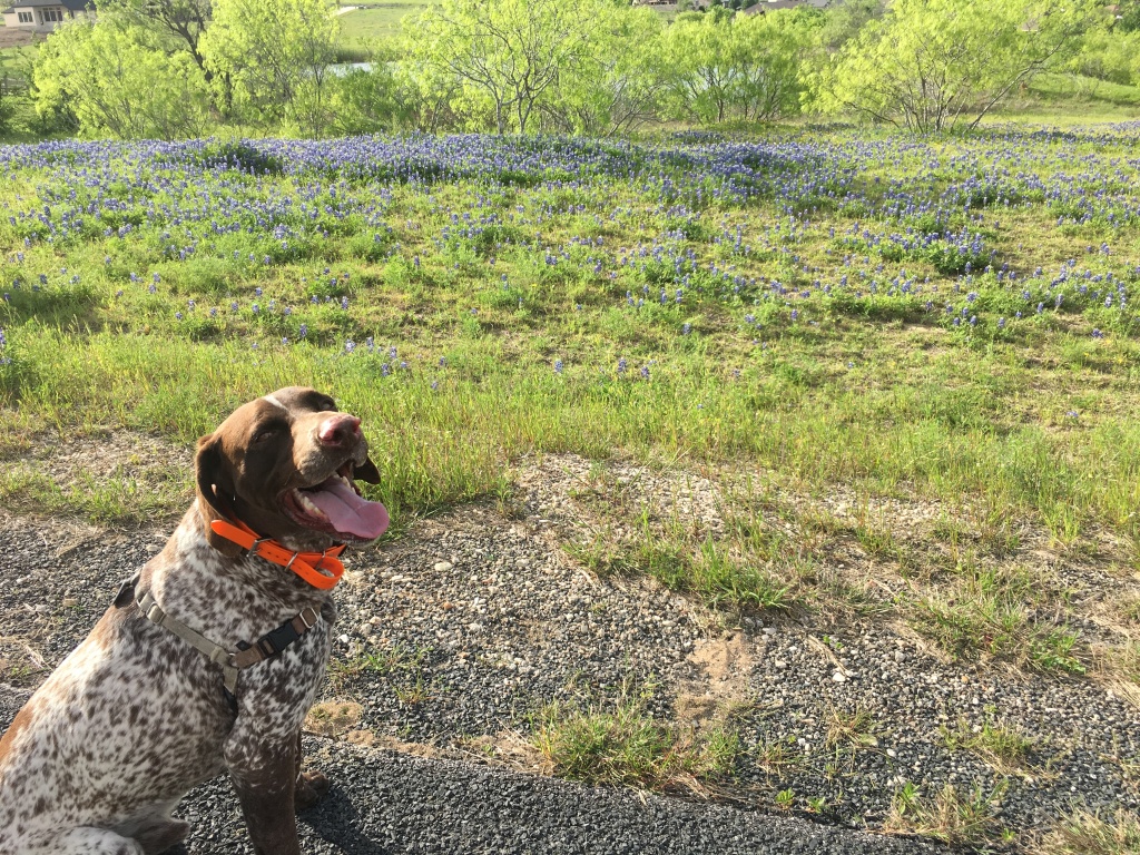 2019/04(April)/Bluebonnets/1024x768_2019-04-04-Bluebonnets-08-Blaze.JPG