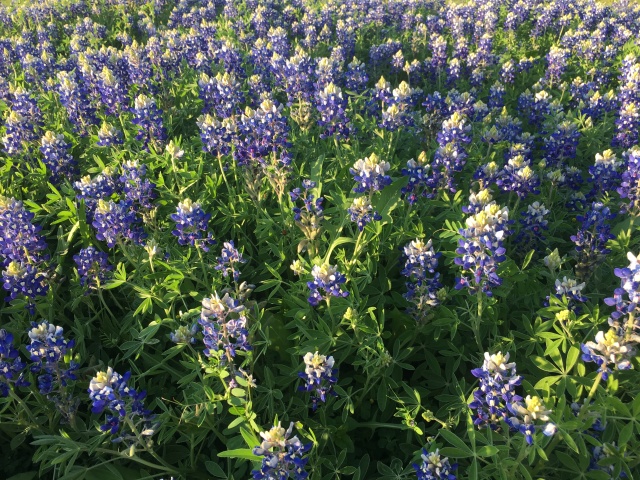 2019/04(April)/Bluebonnets/640x480_2019-04-04-Bluebonnets-06.JPG