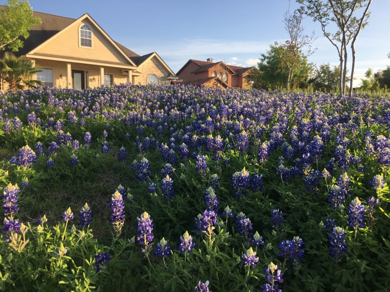 2019/04(April)/Bluebonnets/800x600_2019-04-04-Bluebonnets-04.JPG