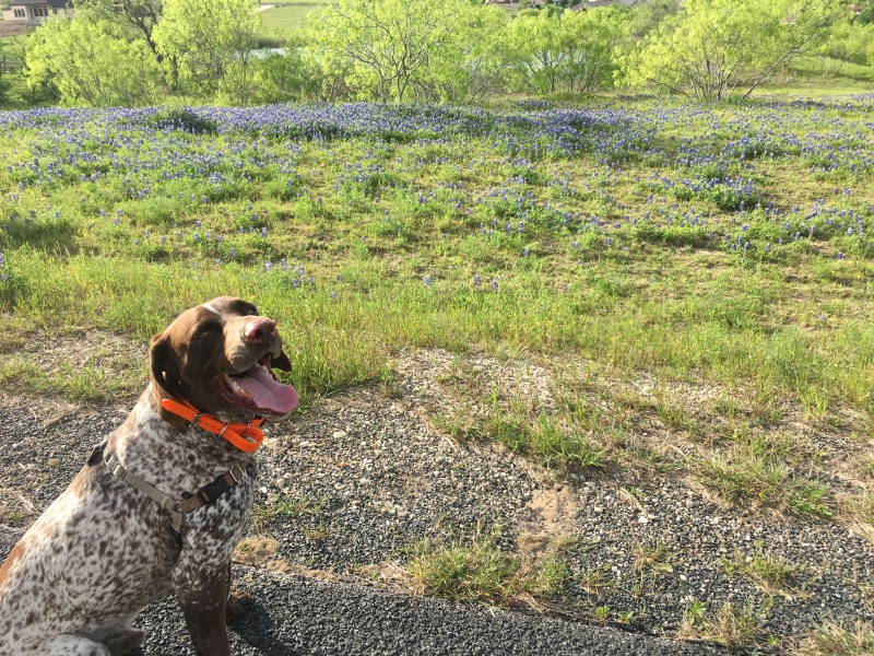 2019/04(April)/Bluebonnets/800x600_2019-04-04-Bluebonnets-08-Blaze.JPG
