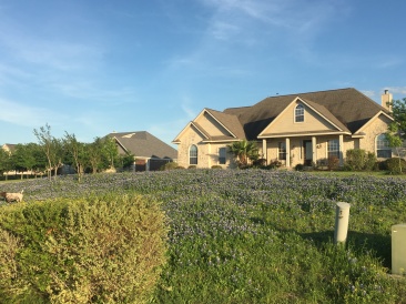 2019-04-04-Bluebonnets-01.JPG
