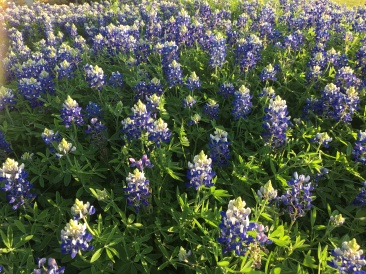 2019-04-04-Bluebonnets-05.JPG