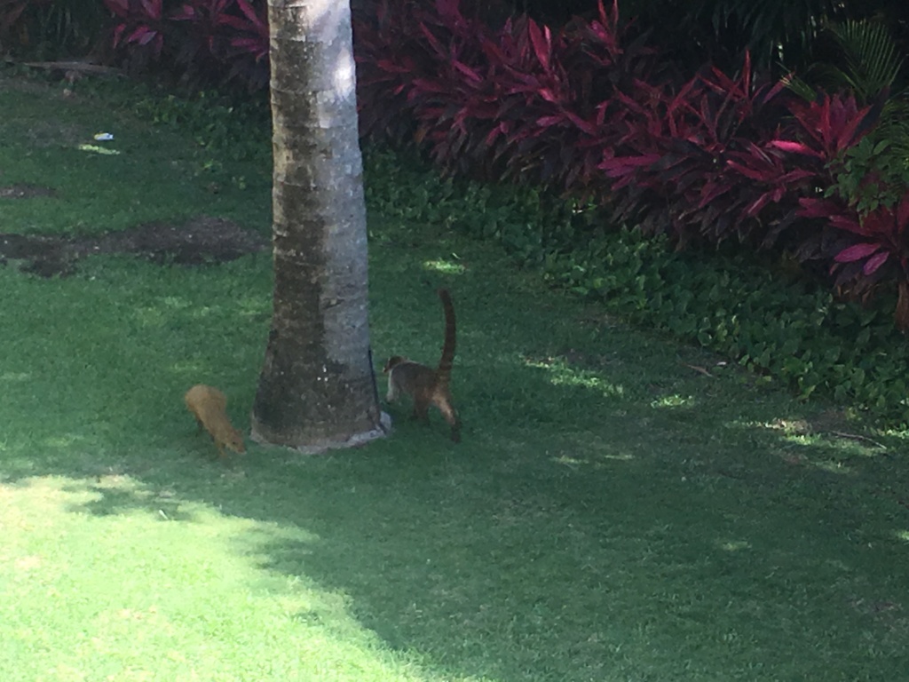 2019/04(April)/Cancun-with-Adriana/1024x768_2019-04-06-Cancun-Bahia-Principie-009-Lemur.JPG