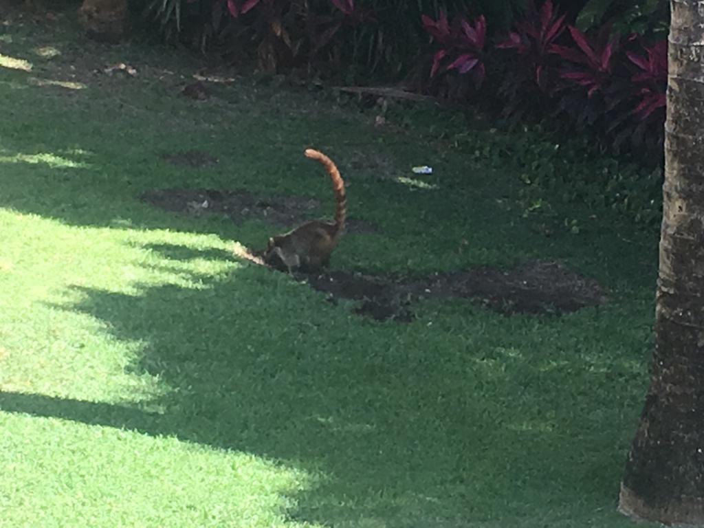 2019-04-06-Cancun-Bahia-Principie-011-Lemur.JPG