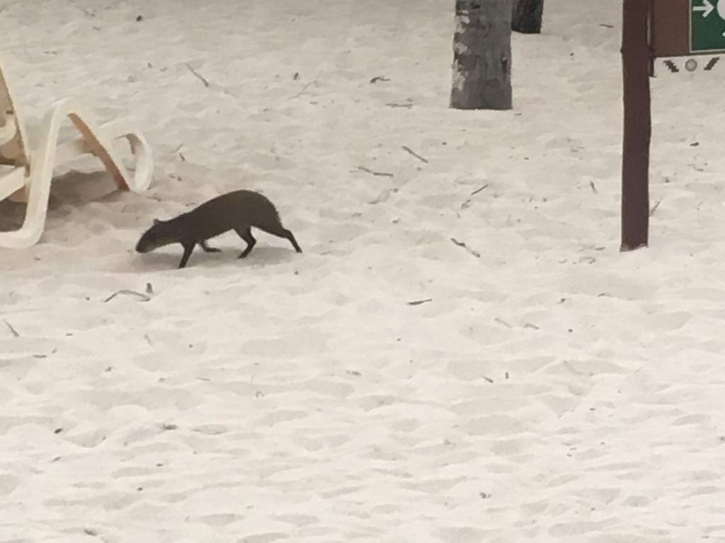 2019/04(April)/Cancun-with-Adriana/1024x768_2019-04-06-Cancun-Bahia-Principie-026.JPG