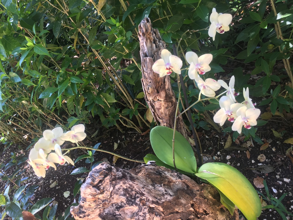 2019/04(April)/Cancun-with-Adriana/1024x768_2019-04-10-Cancun-Bahia-Principie-10.JPG