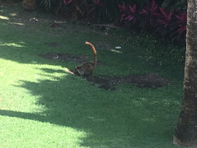 2019-04-06-Cancun-Bahia-Principie-011-Lemur.JPG